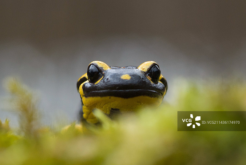 巴尔火蜥蜴在苔藓上的肖像，法国洛林图片素材