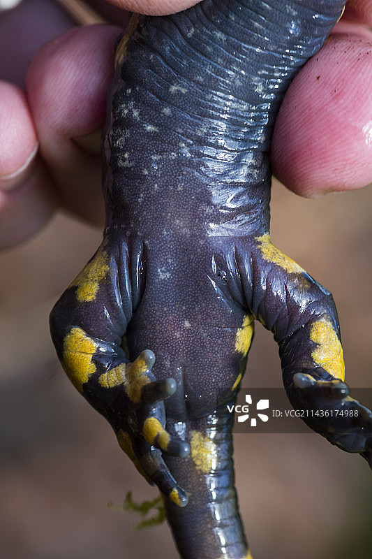 火蜥蜴雄性泄殖腔，法国洛林图片素材