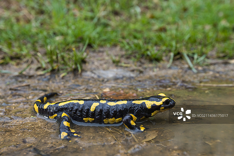 在法国洛林Champigneulles水坑中的条纹火蜥蜴图片素材