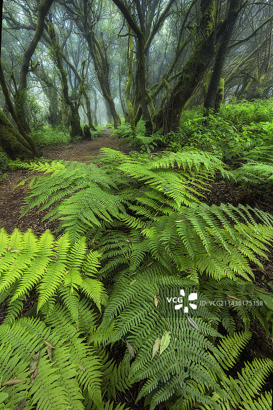 耶罗岛月桂树林下的特有蕨类植物图片素材