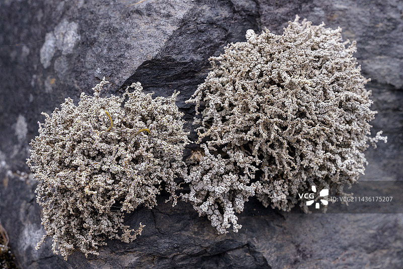 耶罗岛（加那利群岛）玄武岩上的地衣图片素材