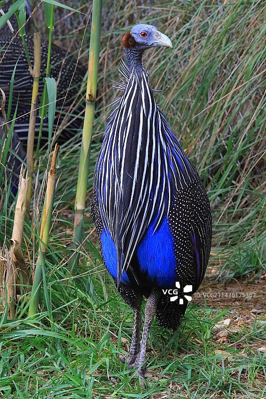 法国安省飞禽公园的珠鸡图片素材