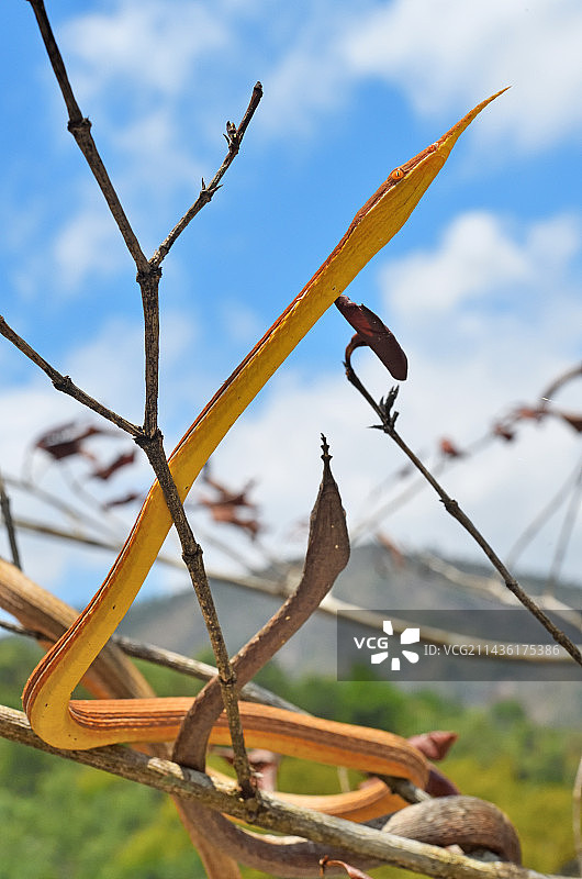 马达加斯加树叶鼻蛇（Langaha madagascariensis）图片素材