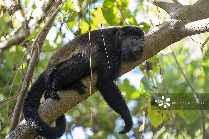 尼加拉瓜奥梅特佩岛查科佛得角保护区的披肩吼猴图片素材