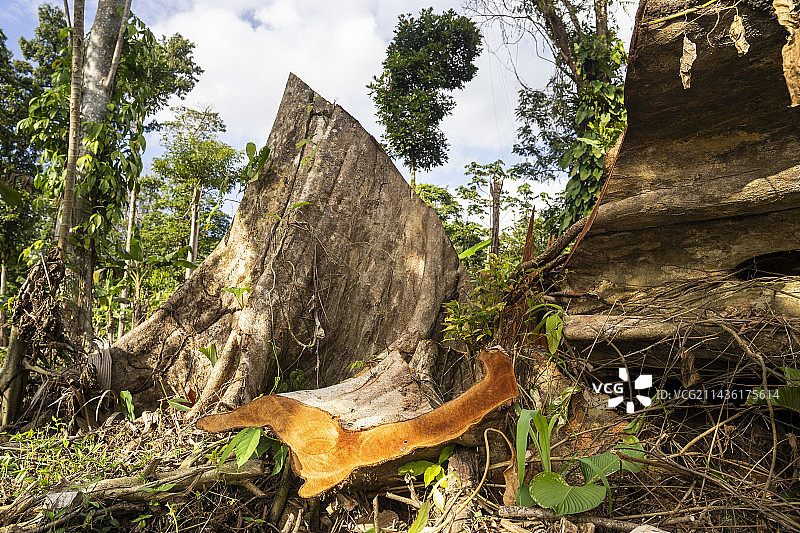 2022年2月，为了扩大森林砍伐面积，在印第奥玉米生物保护区建立咖啡种植园，非法用油锯砍伐了属于Terminalia家族的一棵大树。尼加拉瓜，圣胡安·德·尼加拉瓜图片素材