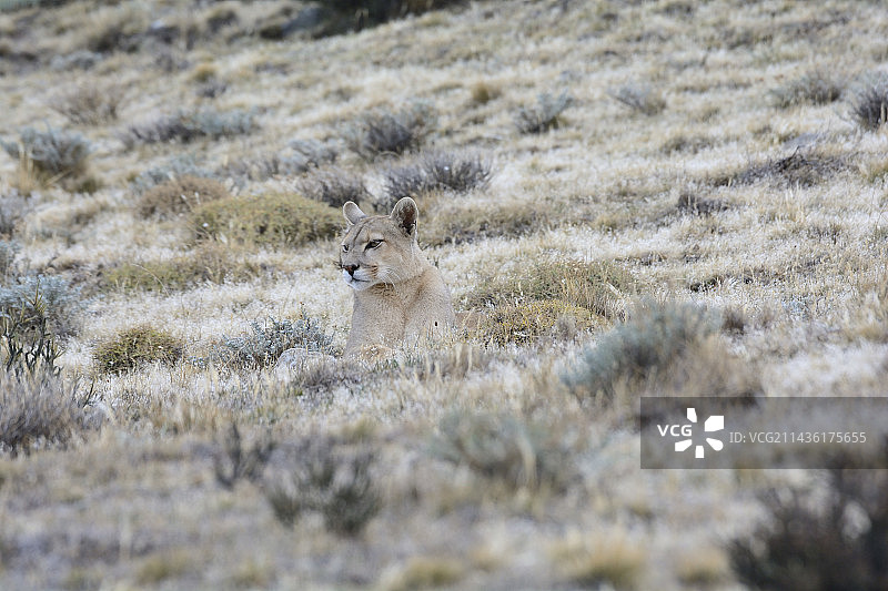 美洲狮（雌性），智利百内国家公园图片素材