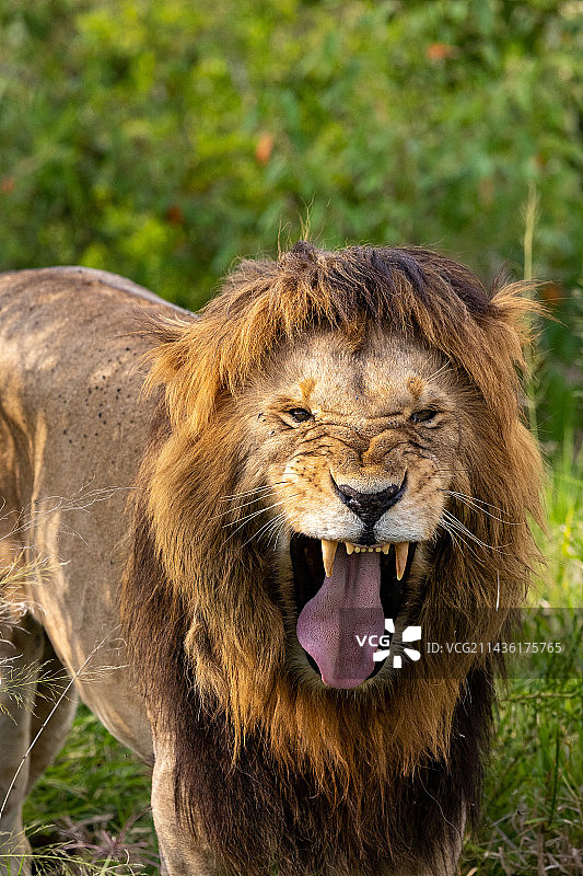 肯尼亚马赛马拉国家保护区：在稀树草原上咧嘴笑的狮子图片素材