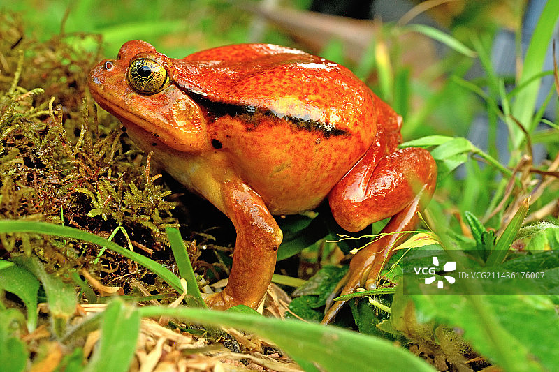 番茄蛙（Dyscophus guineti），马达加斯加东部图片素材