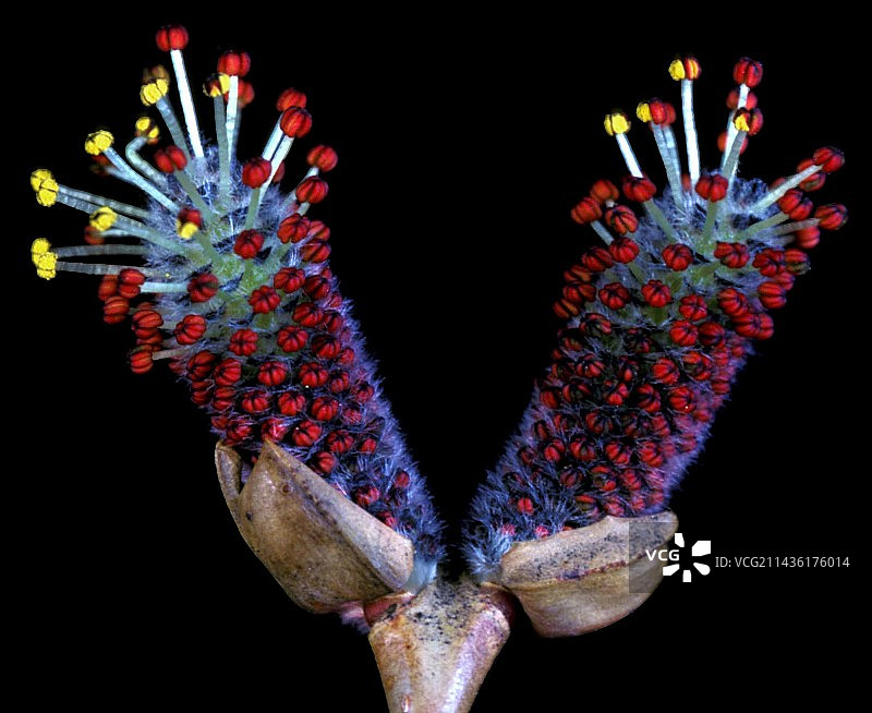 山羊柳（Salix caprea）芽图片素材