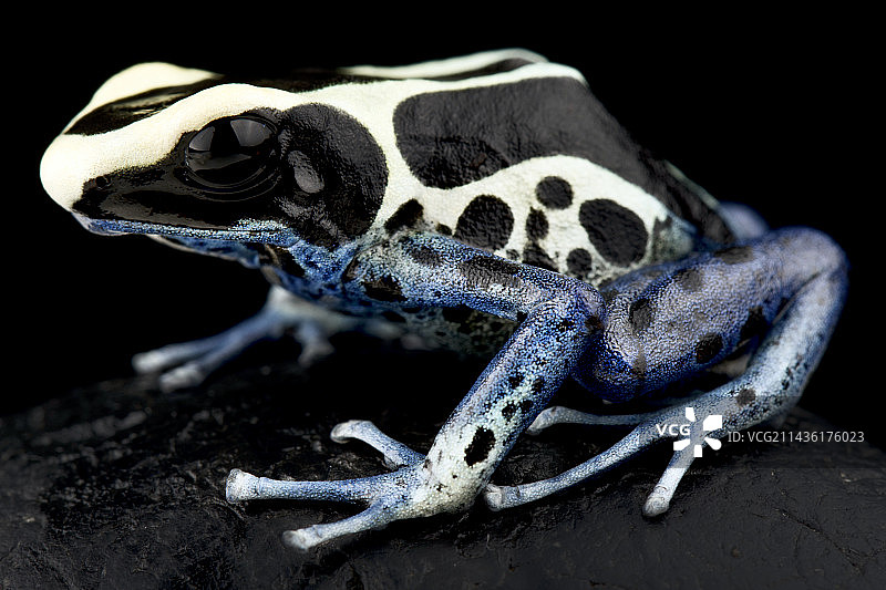 黑色背景上的染毒箭蛙图片素材
