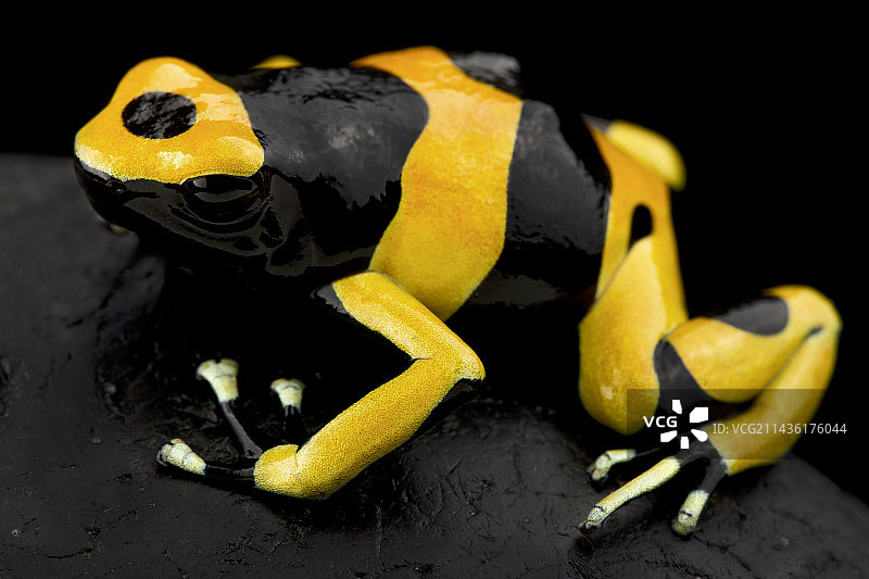 黄带箭毒蛙（Dendrobates leucomelas），圭亚那图片素材