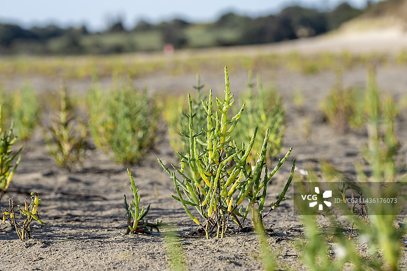 海蓬子，法国阿摩尔滨海省图片素材
