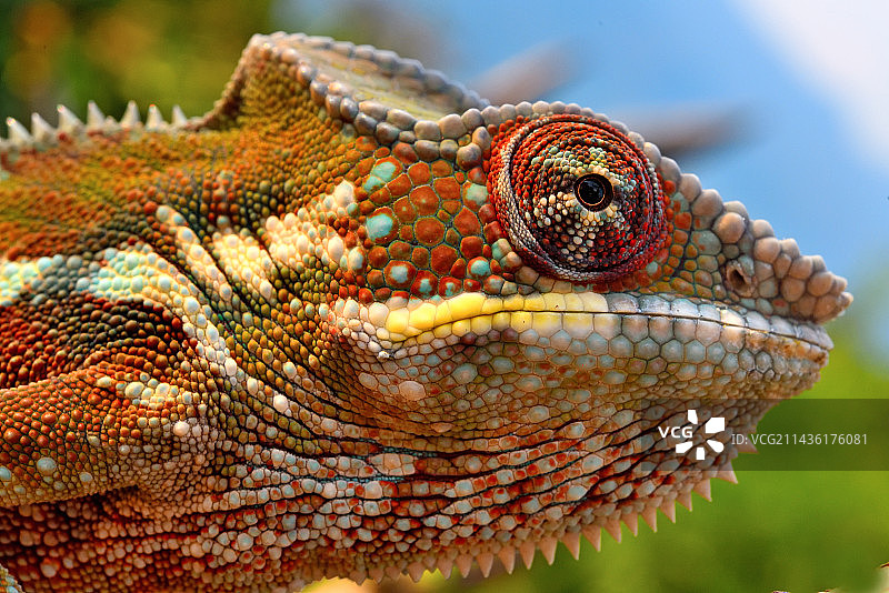 豹纹变色龙画像，马达加斯加图片素材