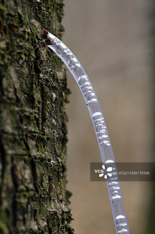 采伐树液，桦树干(Betula)，森林，上索恩省，法国图片素材