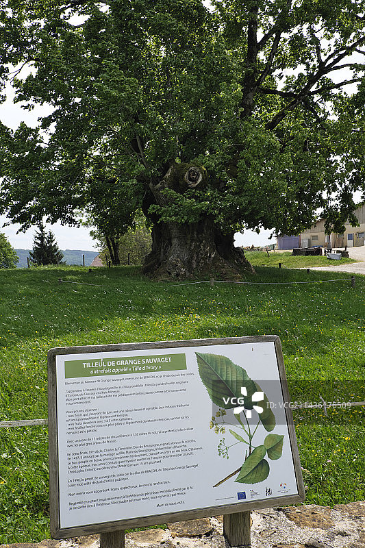15世纪晚期象牙色椴树，大叶椴树，法国汝拉省图片素材