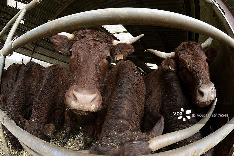萨莱尔斯奶牛，农场，蒙塔尔洛莱里奥兹，上索恩省，法国图片素材
