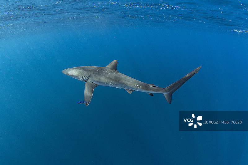 丝鲨：身上有交配咬痕的雌性丝鲨，墨西哥太平洋图片素材