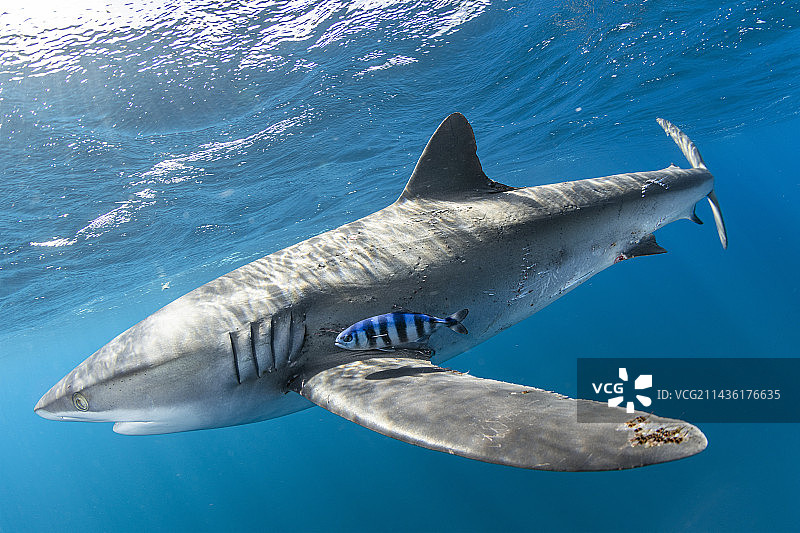 丝鲨：身上有交配咬痕的雌性丝鲨，墨西哥太平洋图片素材