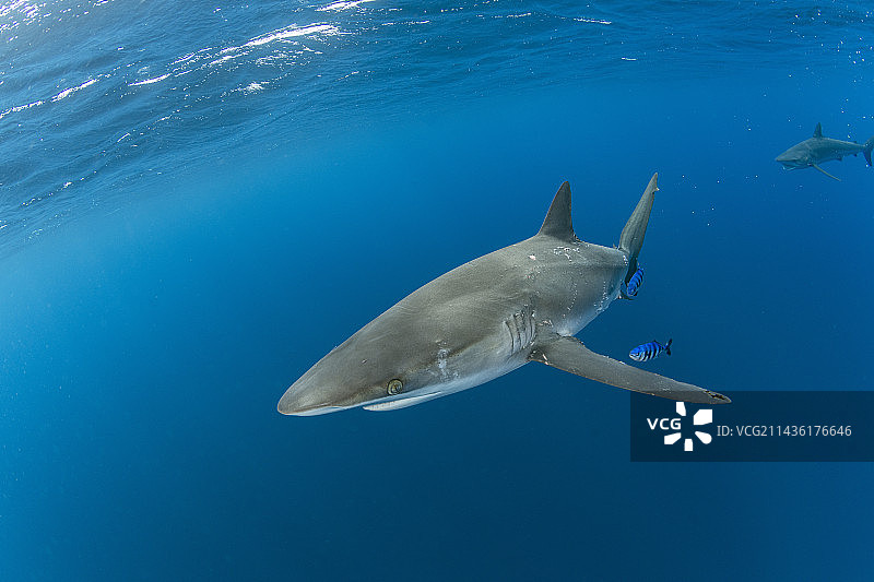 丝鲨：身上有交配咬痕的雌性丝鲨，墨西哥太平洋图片素材