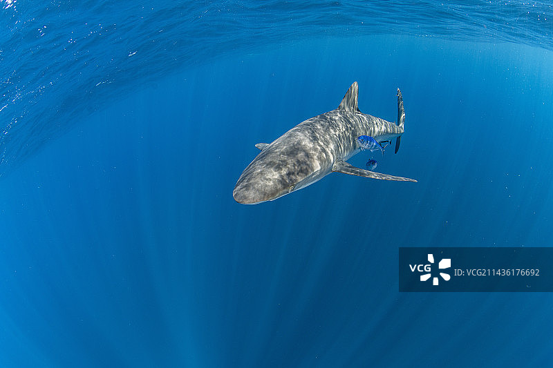 真鲨与领航鱼，墨西哥下加利福尼亚州，太平洋图片素材