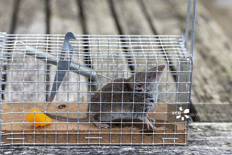 被困在陷阱中的小麝鼩，法国加来海峡图片素材