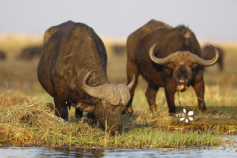 博茨瓦纳乔贝河的非洲水牛图片素材