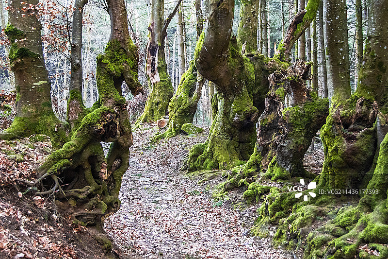 巨人巷由古老的树木组成，这些树木经过了编织，这是波旁内山区的一种传统技术，包括将树枝编织在一起，让它们朝着选定的方向生长（例如，垂直、水平或倾斜）。通过这种方式，可以划定一条小巷、一条小路甚至一块土地......在某些情况下，甚至可以获得防御作用。这些小巷还有另一个优点，它们在夏天保护旅行者免受阳光照射，在冬天保护他们免受雪堆的影响。这些古老的山毛榉树，其中一棵的形状像海马或一条心胸宽广的龙，为这个神话般的地方带来了神秘、神奇和童话般的色彩，石头、苔藓、超过四个世纪的扭曲树木与阳光相结合，展现出想象中的生物。法国阿列省圣尼古拉-德比耶夫图片素材