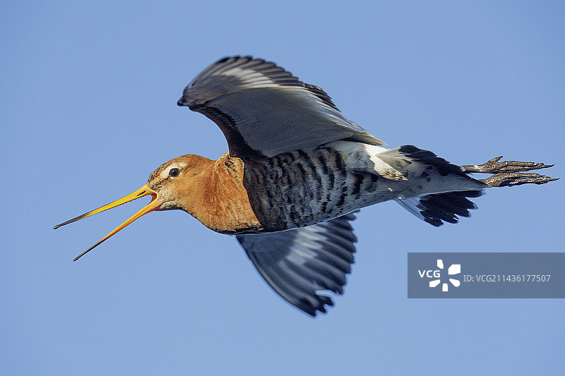 黑尾塍鹬（冰岛亚种），成鸟站立于柱子上，冰岛南部地区图片素材