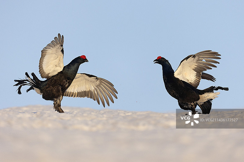 瑞士阿尔卑斯山前，在雪地里求偶的黑琴鸡（鸡形目雉科）图片素材