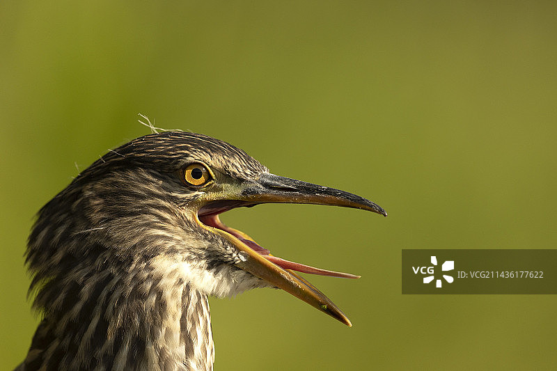 小麻鹭幼鸟鸣叫，法国多姆贝图片素材