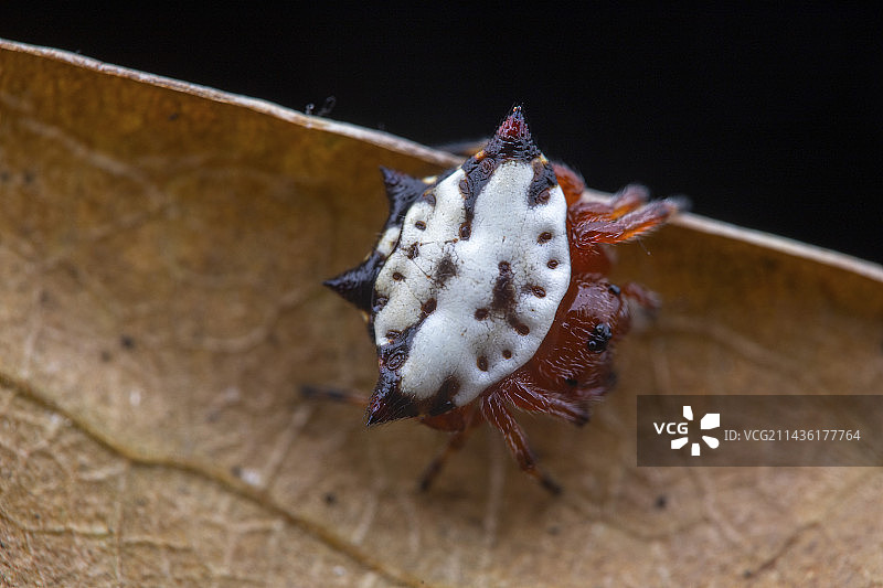 蟹形棘腹蛛，圣文森特和格林纳丁斯联盟岛叶子图片素材