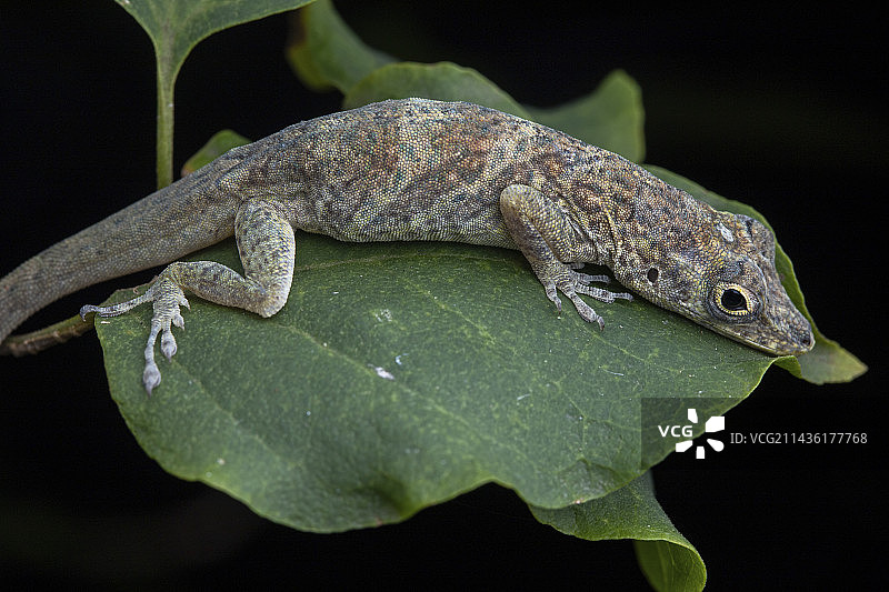 圣文森特和格林纳丁斯联盟岛上树叶上的青铜变色蜥蜴图片素材