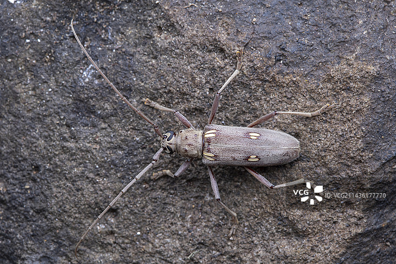 长角甲虫，圣文森特和格林纳丁斯联邦图片素材