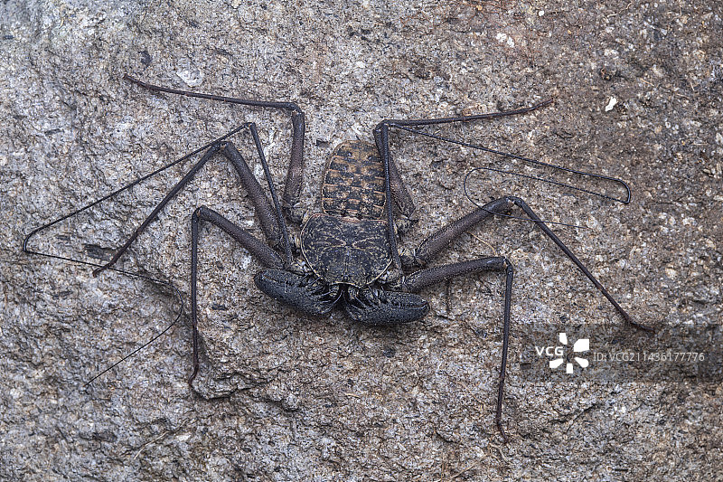 岩石上的鞭蛛(Phrynus goesii)，位于圣文森特和格林纳丁斯联邦的联合岛图片素材