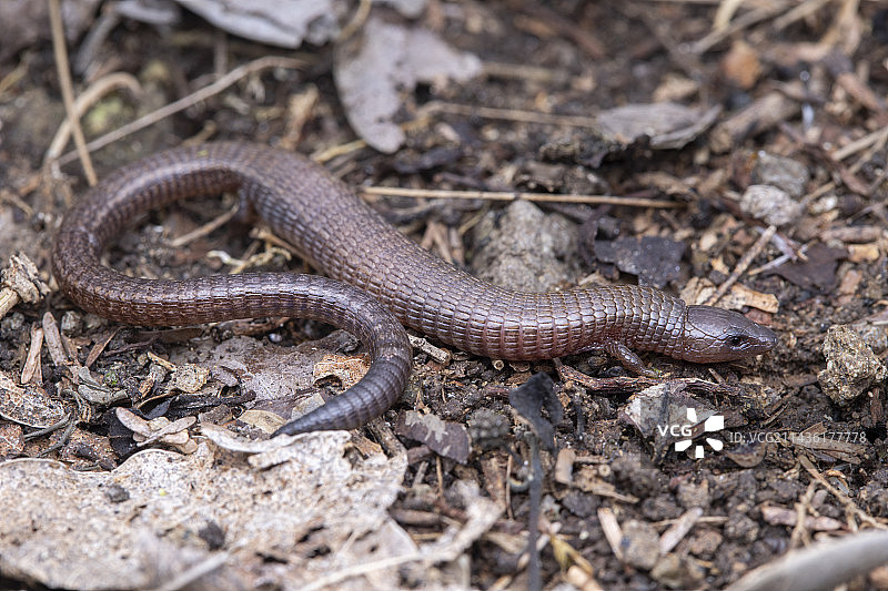 巴西亚异形蜥，圣文森特和格林纳丁斯联邦图片素材
