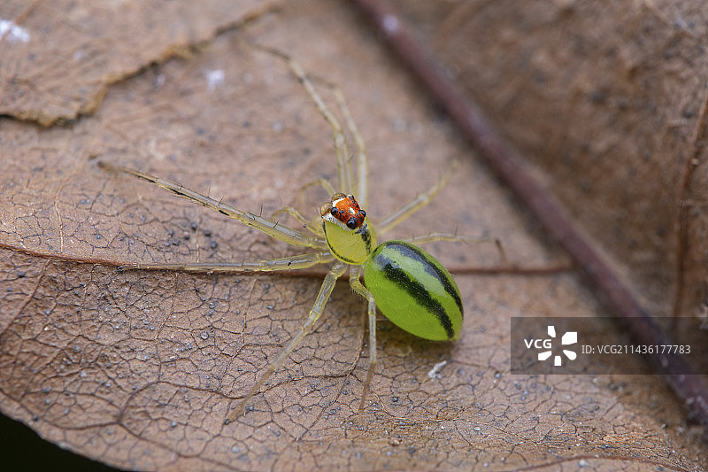 圣文森特和格林纳丁斯，联盟岛，叶子上的一只跳蛛图片素材