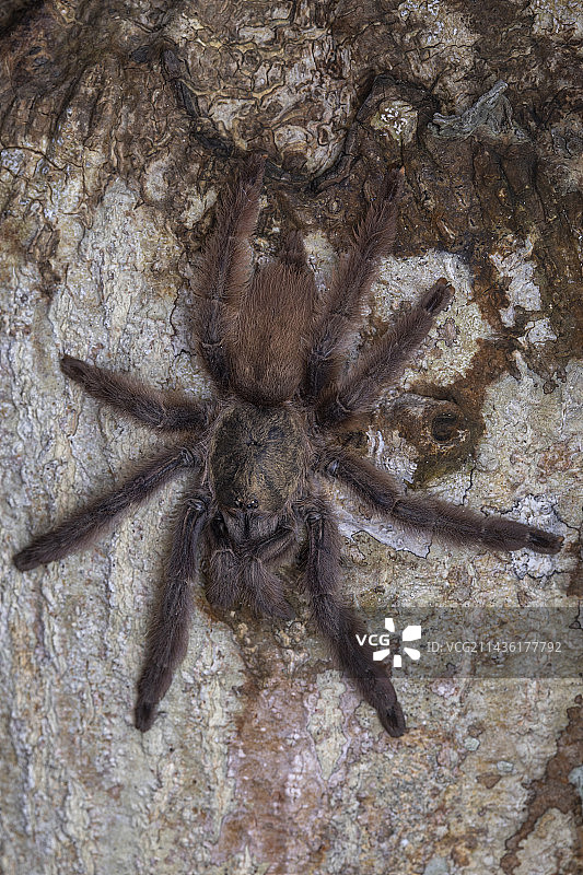 加勒比钻石塔兰图拉毒蛛（Tapinauchenius rasti），圣文森特和格林纳丁斯联邦联盟岛图片素材
