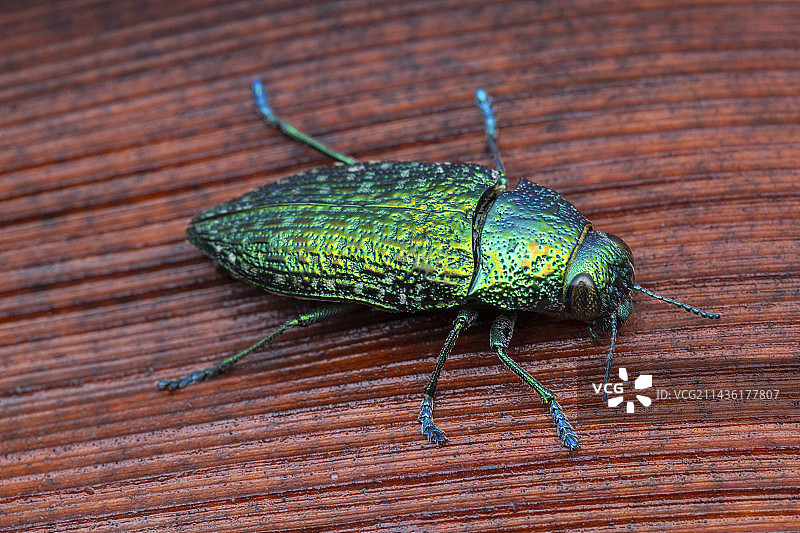 眼纹吉丁虫，圣文森特和格林纳丁斯联邦岛图片素材