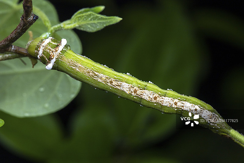 拉斯索克斯天蛾毛毛虫，圣文森特和格林纳丁斯联邦，联盟岛图片素材