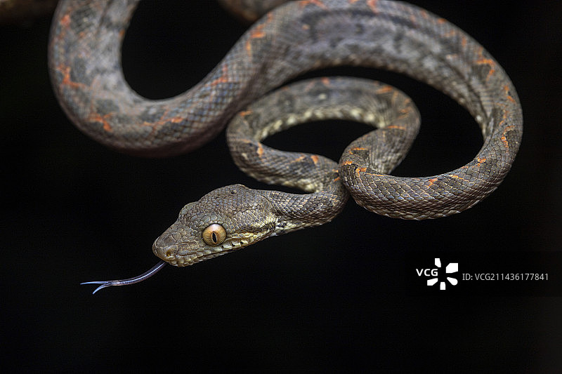 格林纳达树蚺，联盟岛，圣文森特和格林纳丁斯图片素材