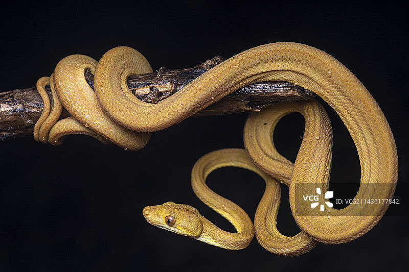 格林纳达树蚺，联盟岛，圣文森特和格林纳丁斯图片素材