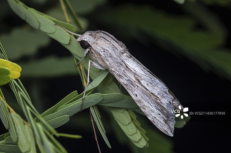 叶子上的埃洛天蛾（Erinnyis ello），圣文森特和格林纳丁斯联盟岛图片素材