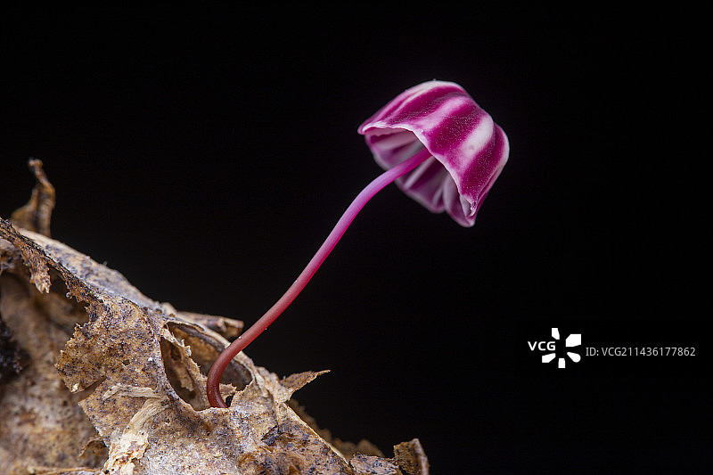 伞菌（Marasmius tageticolor），圣文森特和格林纳丁斯，联盟岛图片素材