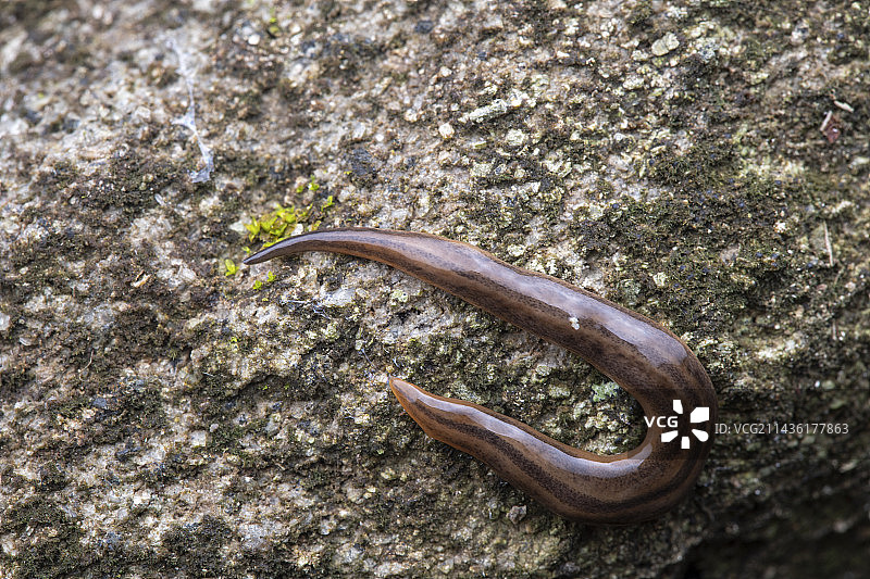 联合岛陆地涡虫图片素材