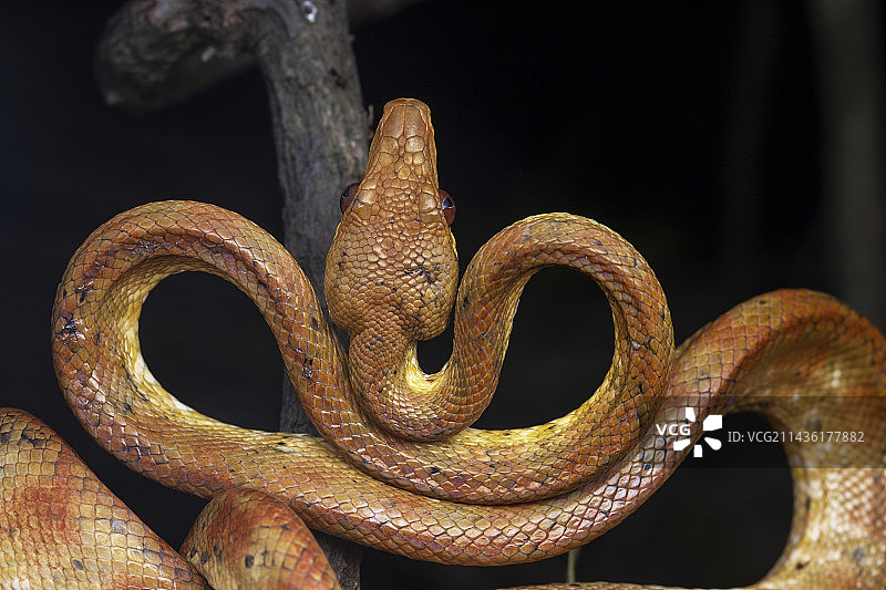 格林纳达树蚺，联盟岛，圣文森特和格林纳丁斯图片素材