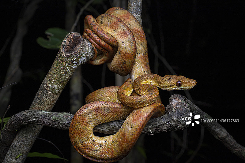 格林纳达树蚺，联盟岛，圣文森特和格林纳丁斯图片素材