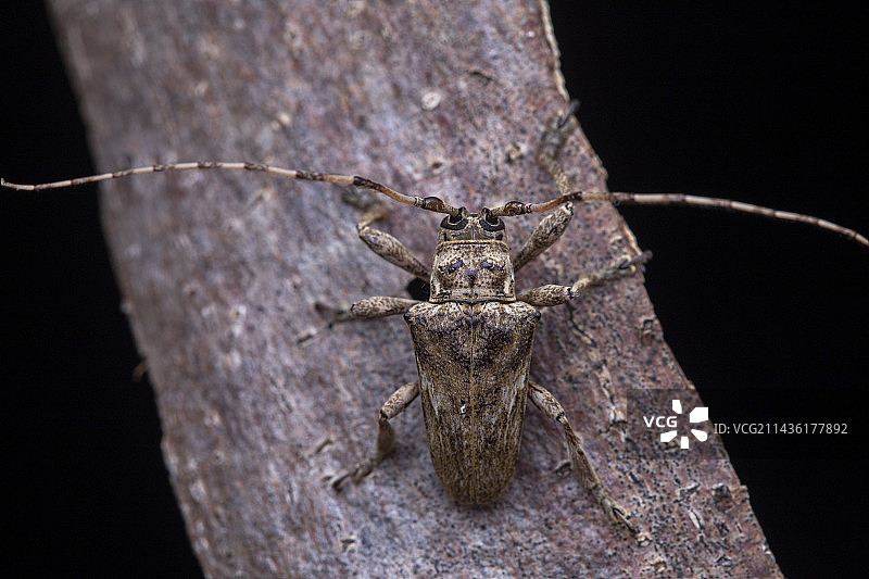 树枝环剥虫（Hypsioma grisea）在树枝上，圣文森特和格林纳丁斯联盟岛图片素材