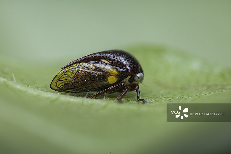 单带锥猎蝽在树叶上，圣文森特和格林纳丁斯图片素材