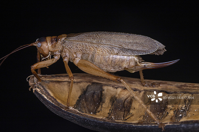 螽斯，圣文森特和格林纳丁斯联邦岛图片素材