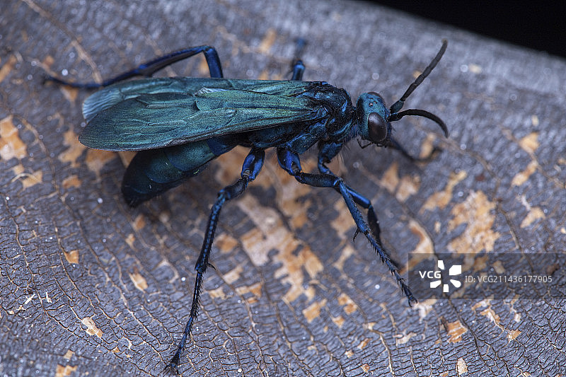 蛛蜂，圣文森特和格林纳丁斯联邦图片素材